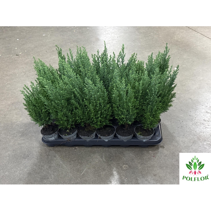 <h4>Chamaecyparis law. Ellwoodii 9Ø 30cm</h4>