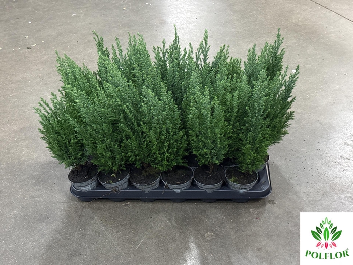 Chamaecyparis law. Ellwoodii 9Ø 30cm