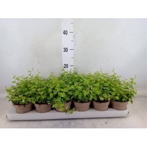 Ficus pumila 'White Sunny'