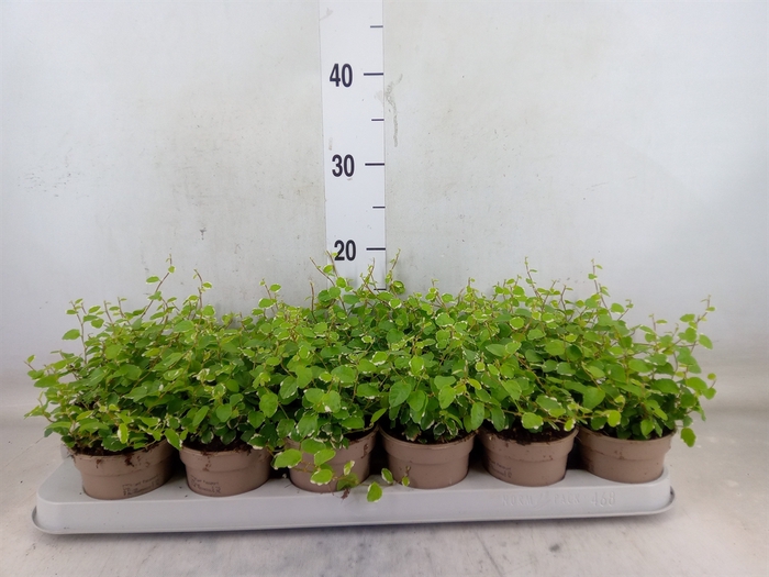 <h4>Ficus pumila 'White Sunny'</h4>