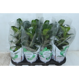 FICUS LYRATA BAMBINO P15 COMPACTO