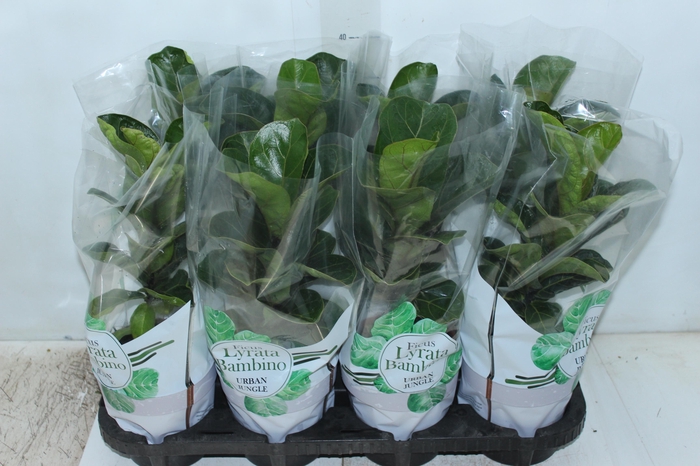 <h4>FICUS LYRATA BAMBINO P15 COMPACTO</h4>
