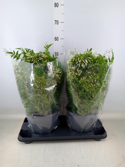 <h4>Jasminum polyanthum</h4>