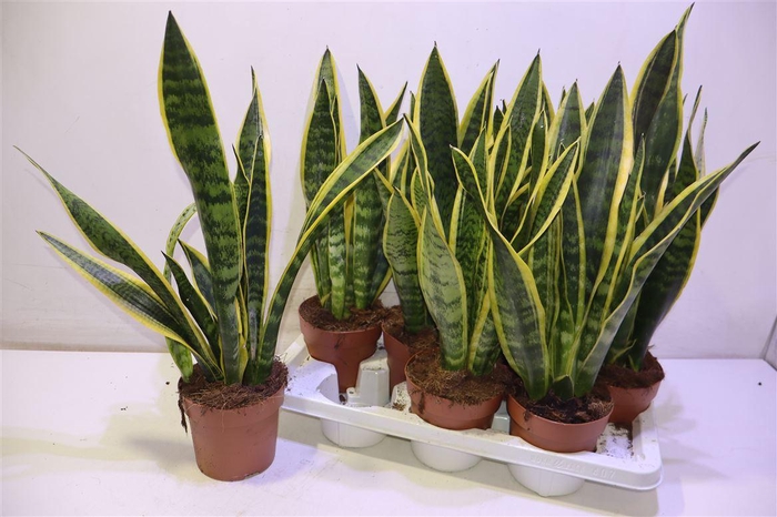 <h4>arr8 Sansev Laurentii</h4>