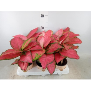 Aglaonema   ...