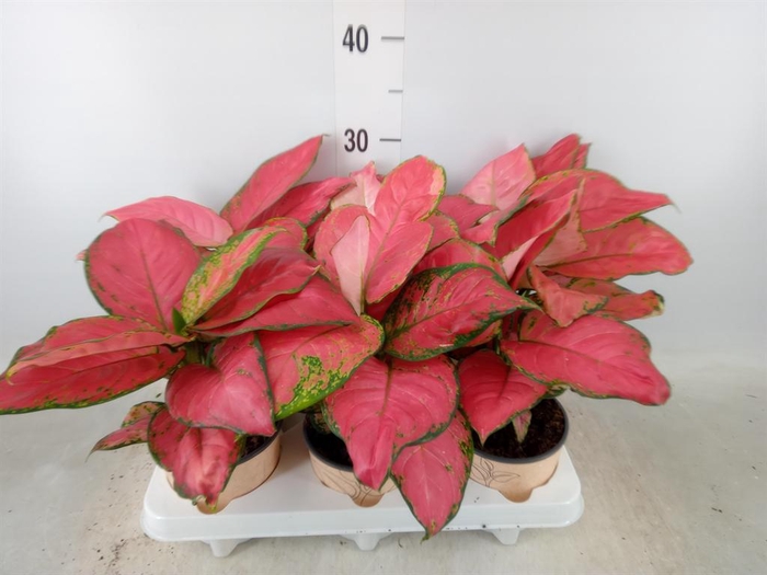 <h4>Aglaonema   ...</h4>