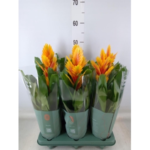 Vriesea  'Intenso Flame'