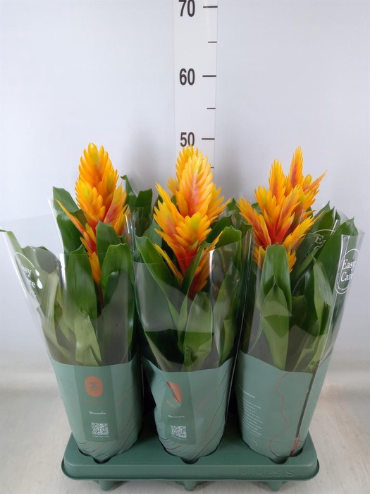 <h4>Vriesea  'Intenso Flame'</h4>