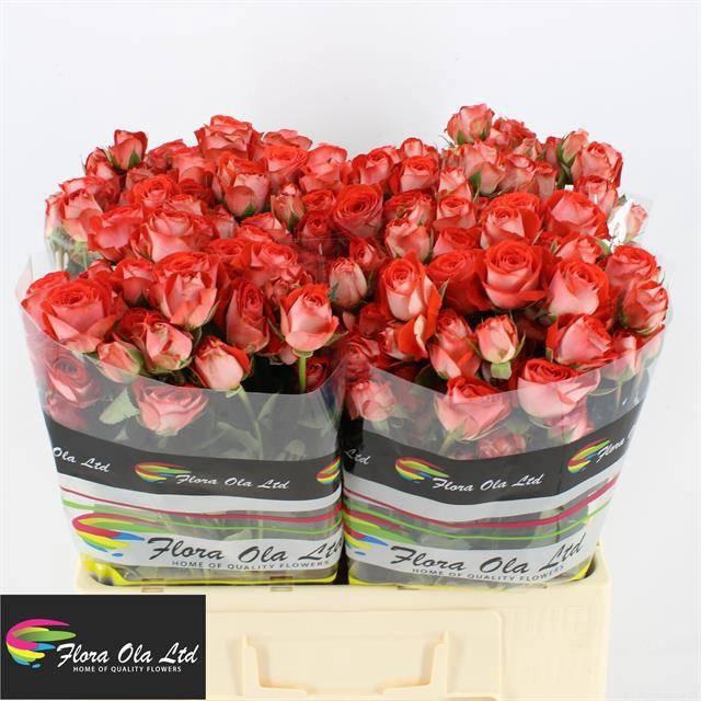 <h4>R TR ZADIQUE</h4>