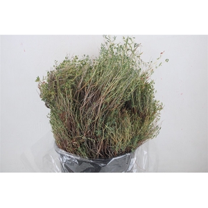 Euph Spinoza Medium 200gr P Bunch
