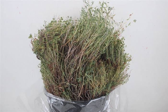 <h4>Euph Spinoza Medium 200gr P Bunch</h4>