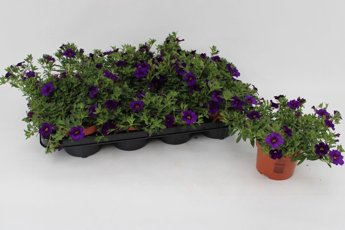 <h4>Calibrachoa Dark Blue 13cm</h4>