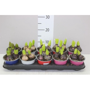 Hyacinthus Gemengd 3pp Colourpot