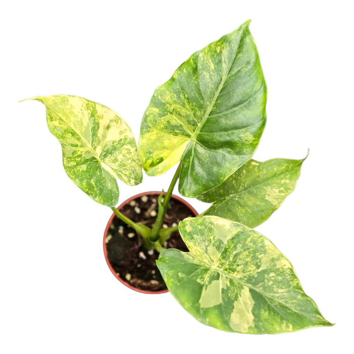 <h4>Alocasia Odora variegata (yellow)</h4>