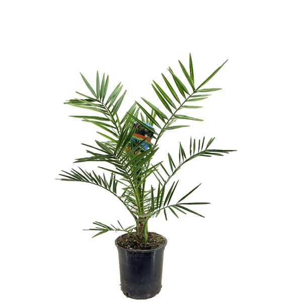 <h4>Phoenix canariensis</h4>