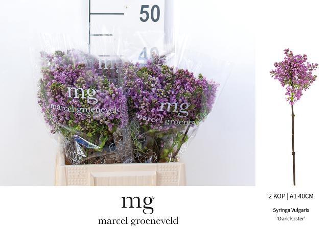 <h4>SYR V DARK KOSTER</h4>