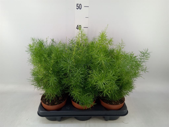 <h4>Asparagus dens. 'Sprengeri'</h4>