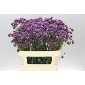 Verbena Ov
