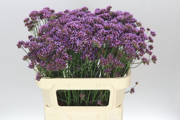 <h4>Verbena Ov</h4>