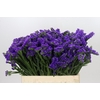 Limonium Sinuatum Navy Sun Birds