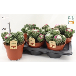 CACTUS BLOEIEND