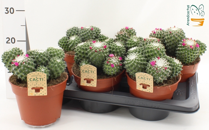 <h4>CACTUS BLOEIEND</h4>