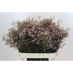 Chamelaucium Jupiter Solar