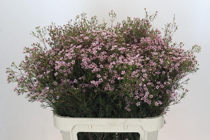 <h4>Chamelaucium Jupiter Solar</h4>