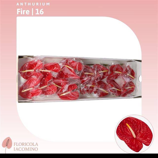 <h4>ANTH A FIRE</h4>