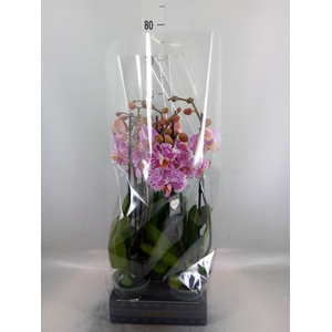 Phalaenopsis  'Ismaeli'