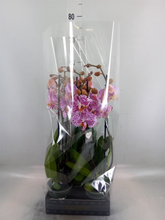 <h4>Phalaenopsis  'Ismaeli'</h4>