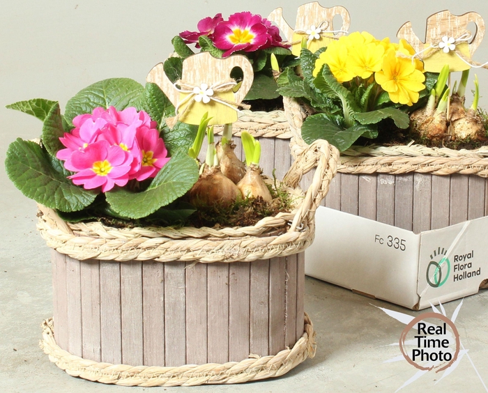 <h4>Arr Tuinplanten</h4>