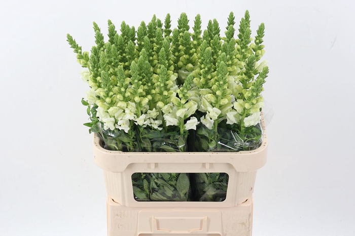 <h4>ANTIR POTO IVORY WH</h4>