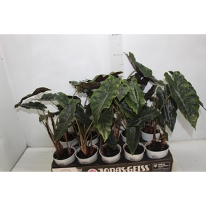 ALOCASIA CHANTRIERI P12