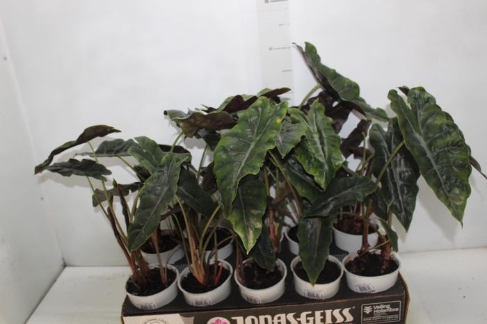<h4>ALOCASIA CHANTRIERI P12</h4>
