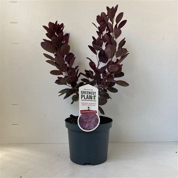 <h4>Cotinus cog. 'Royal Purple'</h4>