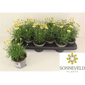 Argyranthemum frutescens La Rita Double Yellow