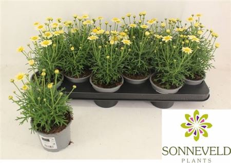 <h4>Argyranthemum frutescens La Rita Double Yellow</h4>