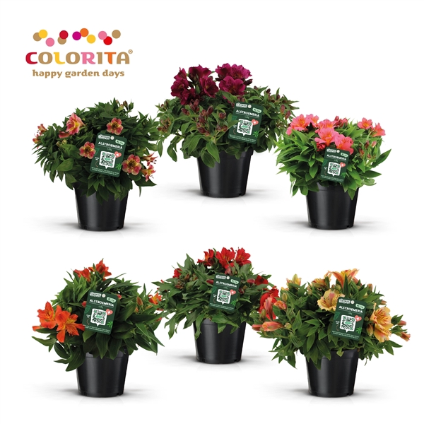 <h4>Alstroemeria Colorita mix</h4>