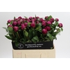 Paeonia Red Sarah