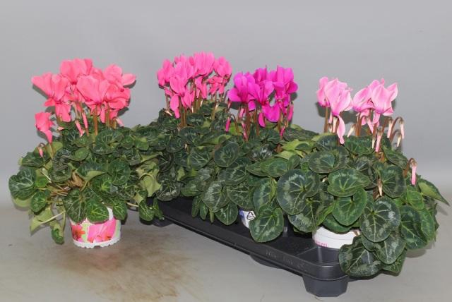 <h4>CYCL GR SUP XL</h4>