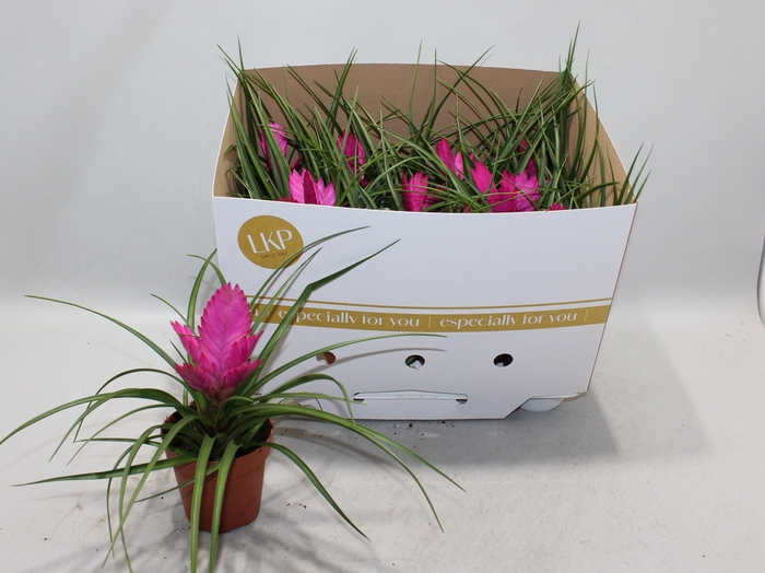 <h4>TILL CYANEA JOSEE</h4>