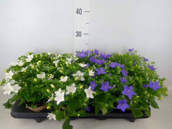 <h4>Campanula   ...</h4>