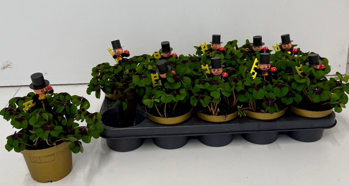 <h4>OXALIS DEPPEI</h4>