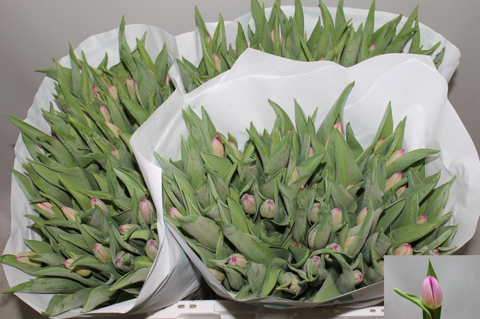 <h4>TU EN SUGAR PRINCE</h4>