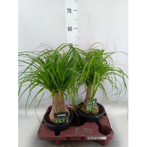 Beaucarnea recurvata