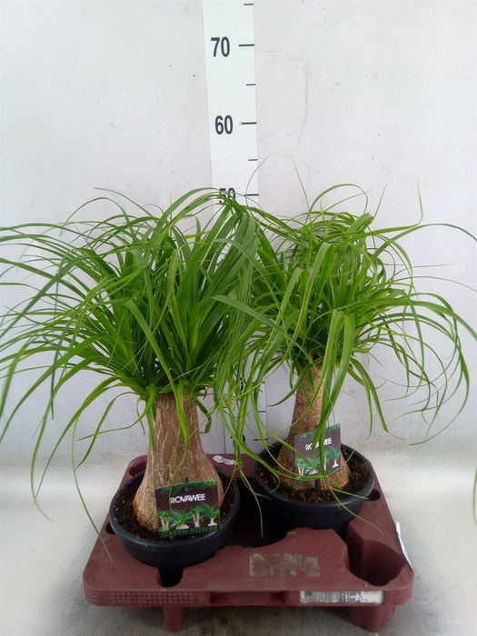 <h4>Beaucarnea recurvata</h4>