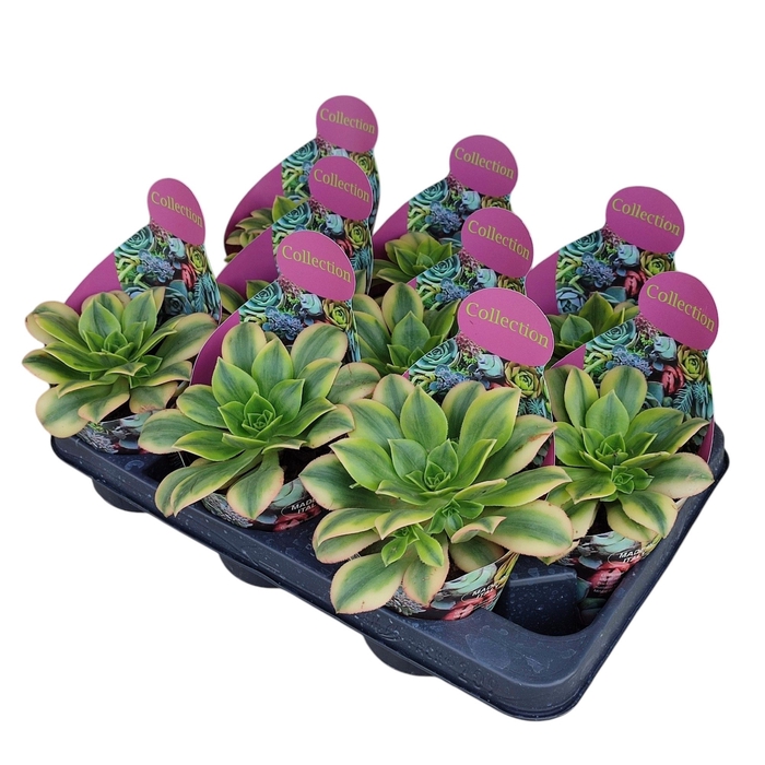 <h4>Aeonium Floresens Potcover</h4>