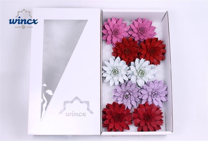 Echeveria Paint Love Mix (wincx) Cutfl