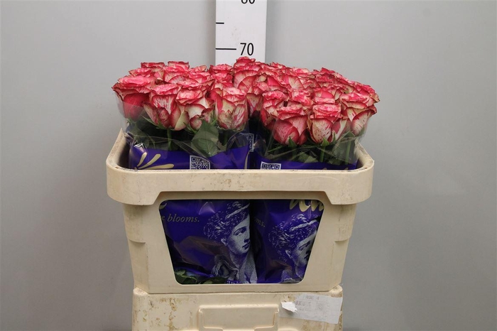 <h4>R Gr Barracuda</h4>